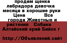 продам щенка лабрадора девочка 2 месяца в хорошие руки › Цена ­ 8 000 - Все города Животные и растения » Собаки   . Алтайский край,Бийск г.